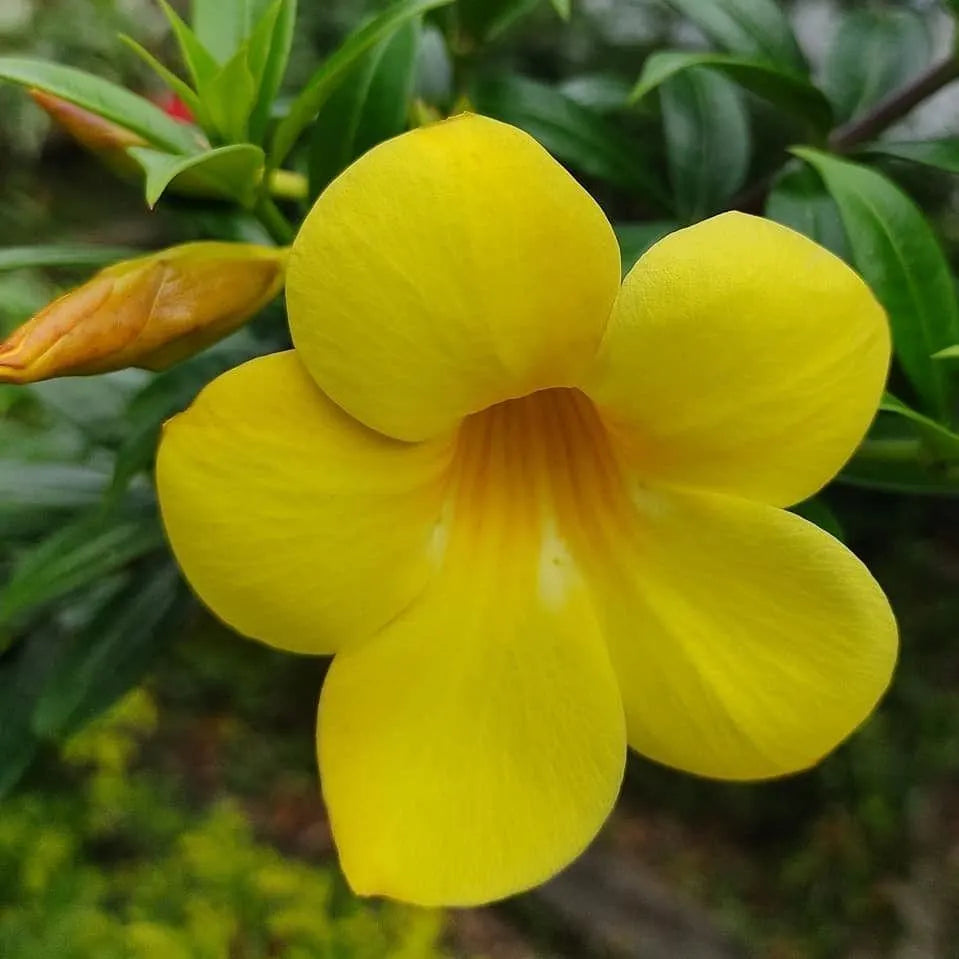 Tropical Dipladenia plant with vibrant trumpet-shaped flowers.