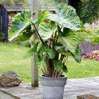 Lush Elephant Ear foliage plant for outdoor landscape gardens.