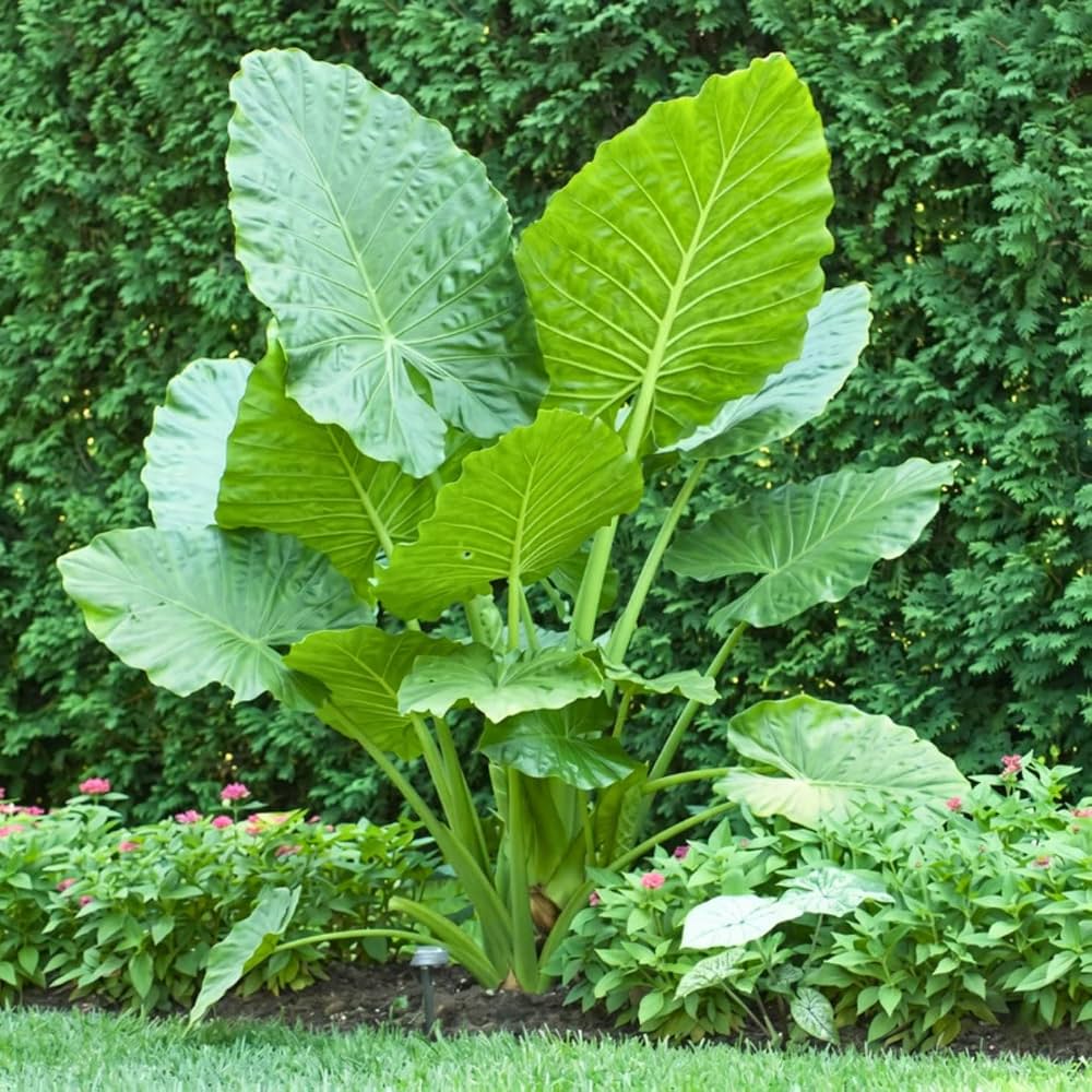 Large-leaf Elephant Ear plant for patio containers and landscape borders.