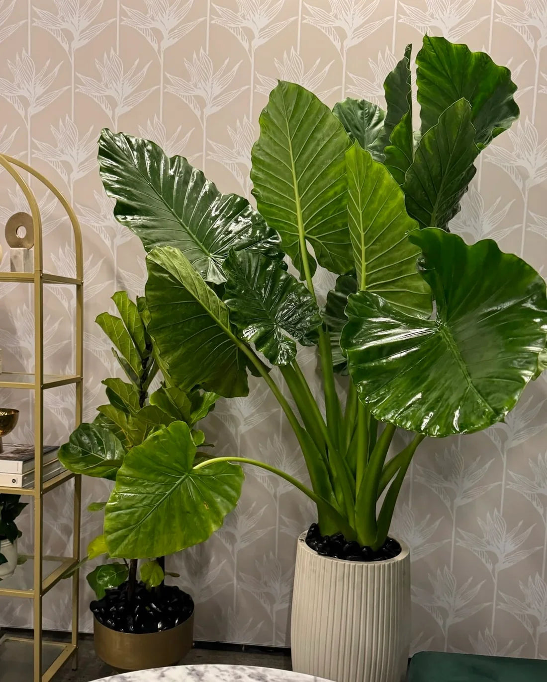 Large-leaf Elephant Ear foliage plant for outdoor landscape décor.