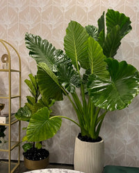 Large-leaf Elephant Ear foliage plant for outdoor landscape décor.