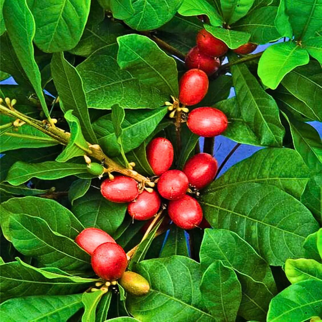 Tropical evergreen fruit plant growing in a garden container