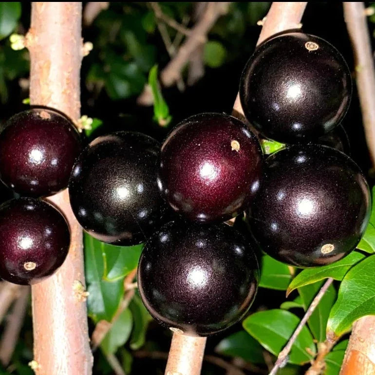Young Jaboticaba fruit tree suitable for tropical garden landscapes