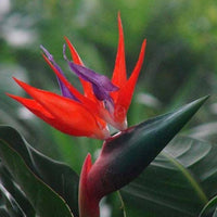 Tropical Garden with Strelitzia Blooms