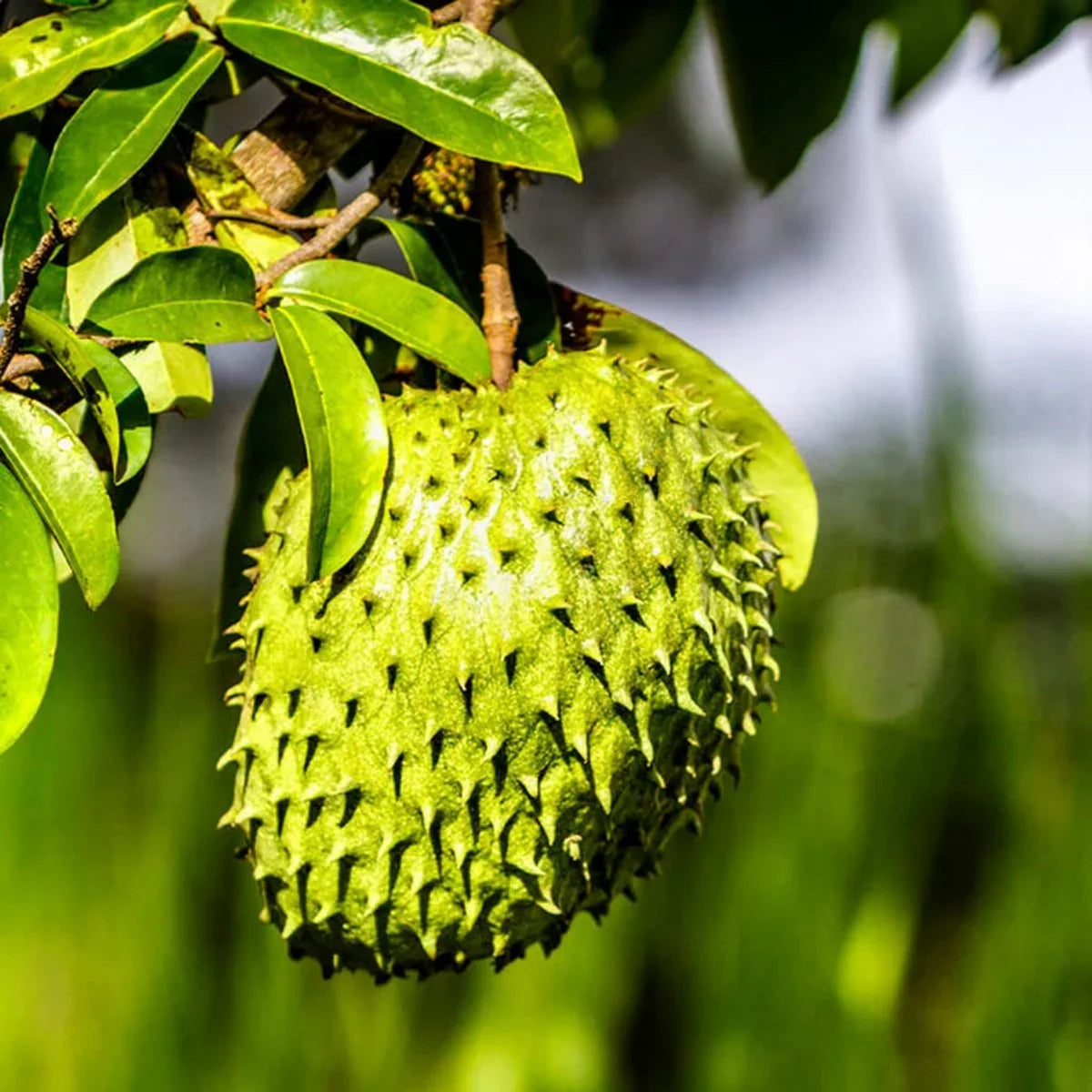 Tropical Giant Soursop fruit seeds suitable for gardens, raised beds, and containers.