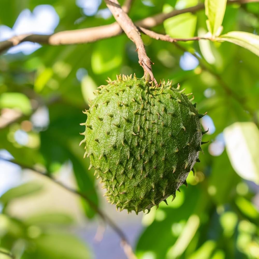 Tropical Giant Soursop seeds suitable for gardens and container growing