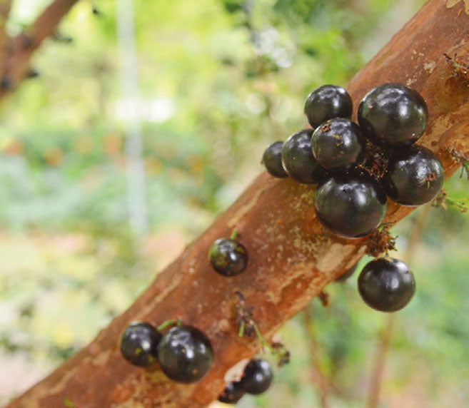 Tropical Jabuticaba fruit tree seeds for containers, patios, and orchards