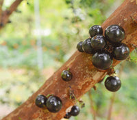 Tropical Jabuticaba fruit tree seeds for containers, patios, and orchards
