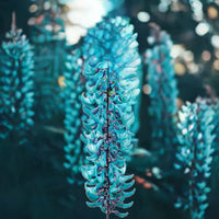 Tropical Jade Vine Sky Blue Blooms on Trellis