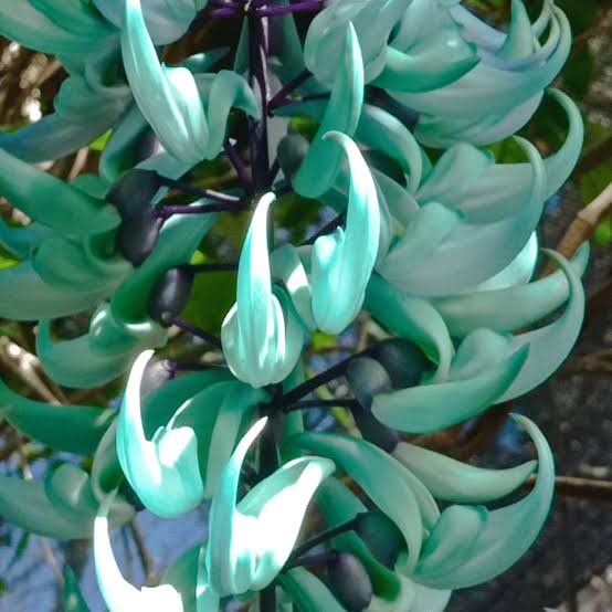 Ornamental Strongylodon macrobotrys vine with lush green foliage and distinctive cascading flowers.