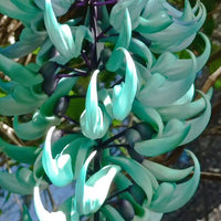 Ornamental Strongylodon macrobotrys vine with lush green foliage and distinctive cascading flowers.