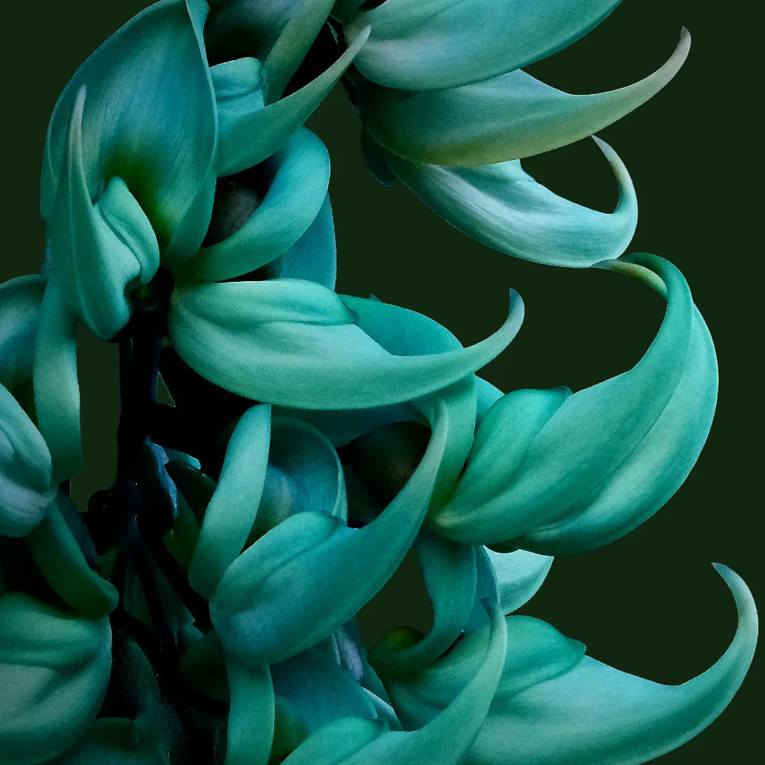 Tropical Strongylodon Macrobotrys Seeds for Gardening