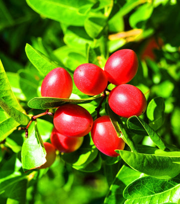 Tropical Synsepalum Dulcificum fruit plant suitable for pots and garden landscapes