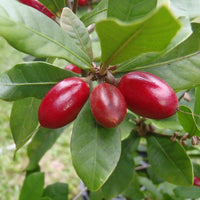 Tropical Synsepalum dulcificum seeds for growing an evergreen fruit shrub.