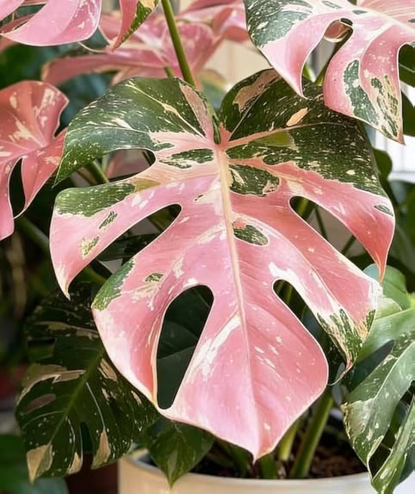 Tropical Monstera seeds suitable for containers and home gardens.