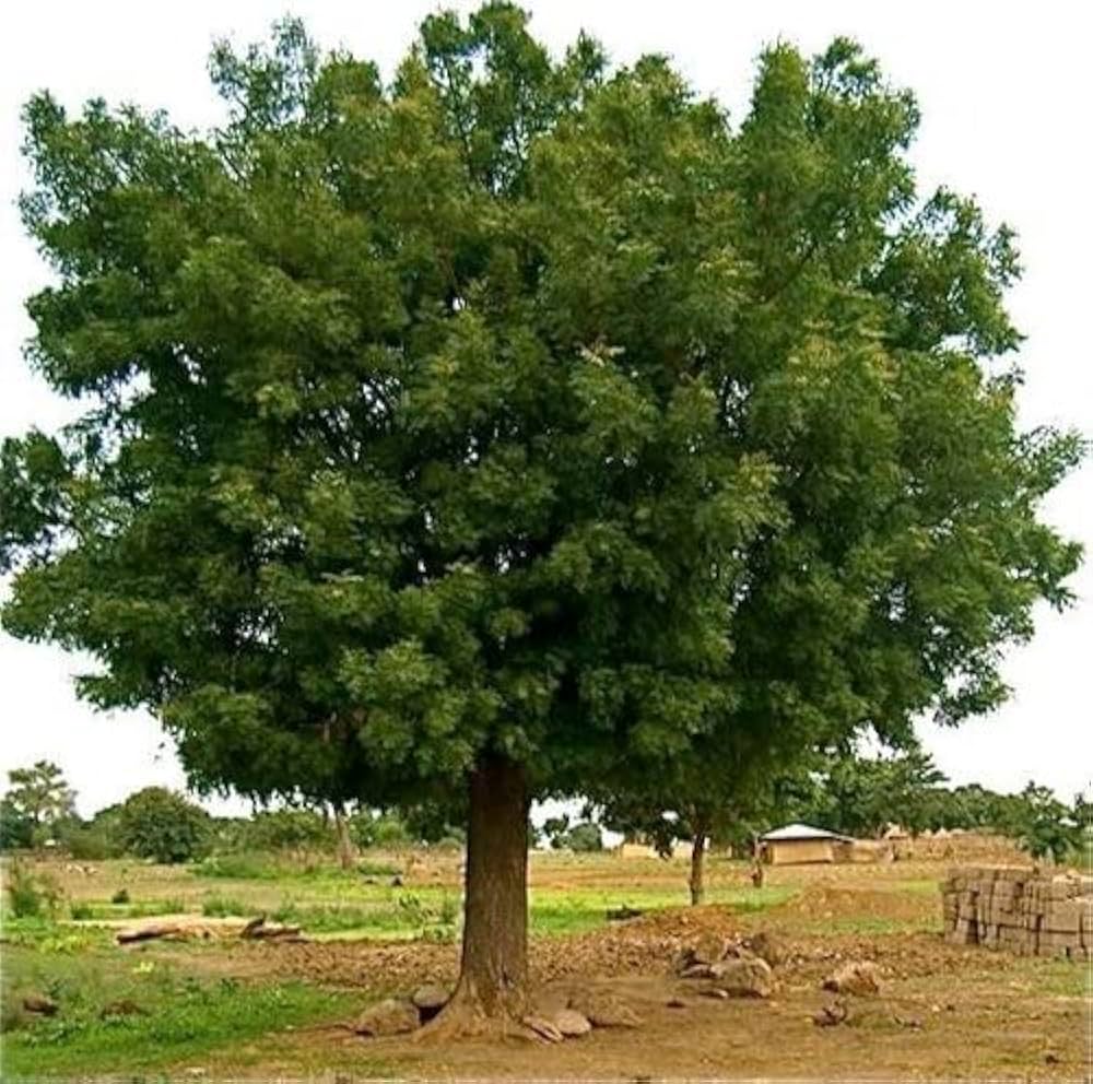 Tropical neem tree growing in a sunny outdoor landscape.