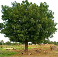 Tropical neem tree growing in a sunny outdoor landscape.