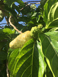 Tropical Noni tree seeds for gardeners growing unique evergreen fruit plants
