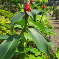 Tropical ornamental plant with vibrant green foliage.