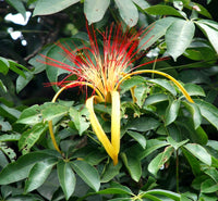Pachira indoor plant seeds for decorative foliage and container gardening.