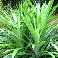 Tropical Pandan plant seeds for growing in indoor and outdoor garden spaces.