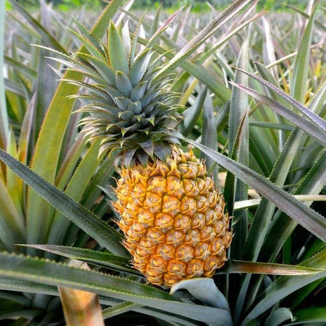 Tropical pineapple fruit seeds suitable for raised beds and patios.