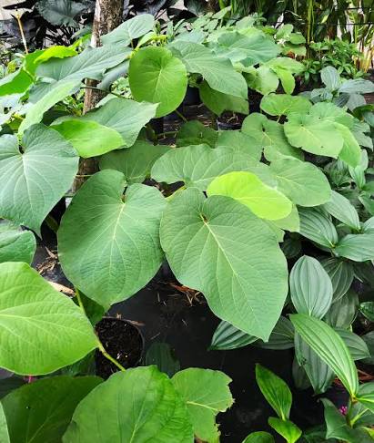 Tropical Piper Auritum climbing perennial growing in a garden border.