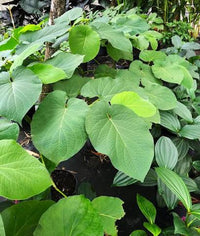 Tropical Piper Auritum climbing perennial growing in a garden border.