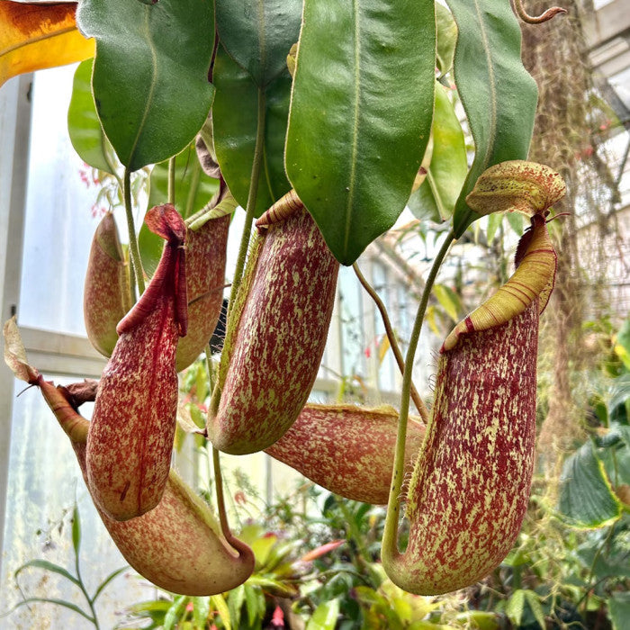 Tropical Pitcher Plant seeds suitable for greenhouses, containers, and tropical gardens.