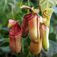 Tropical Pitcher Plant seeds suitable for containers and greenhouses.