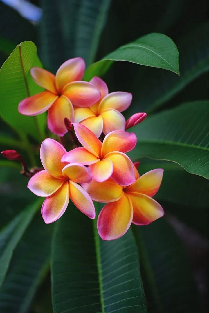 Tropical Plumeria Plant with Colorful Blooms