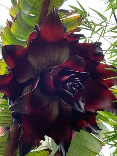 Red Abyssinian Banana growing in a decorative tropical landscape