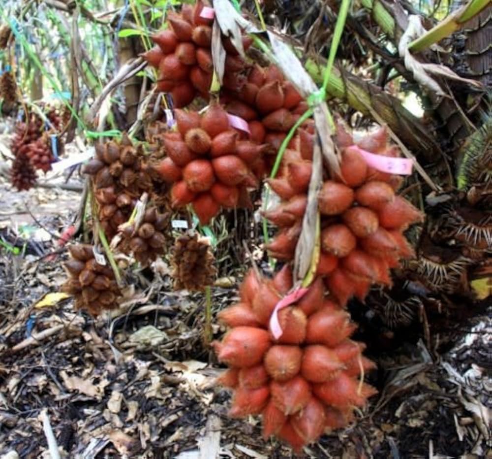 Tropical Salak fruit tree seeds ready for planting