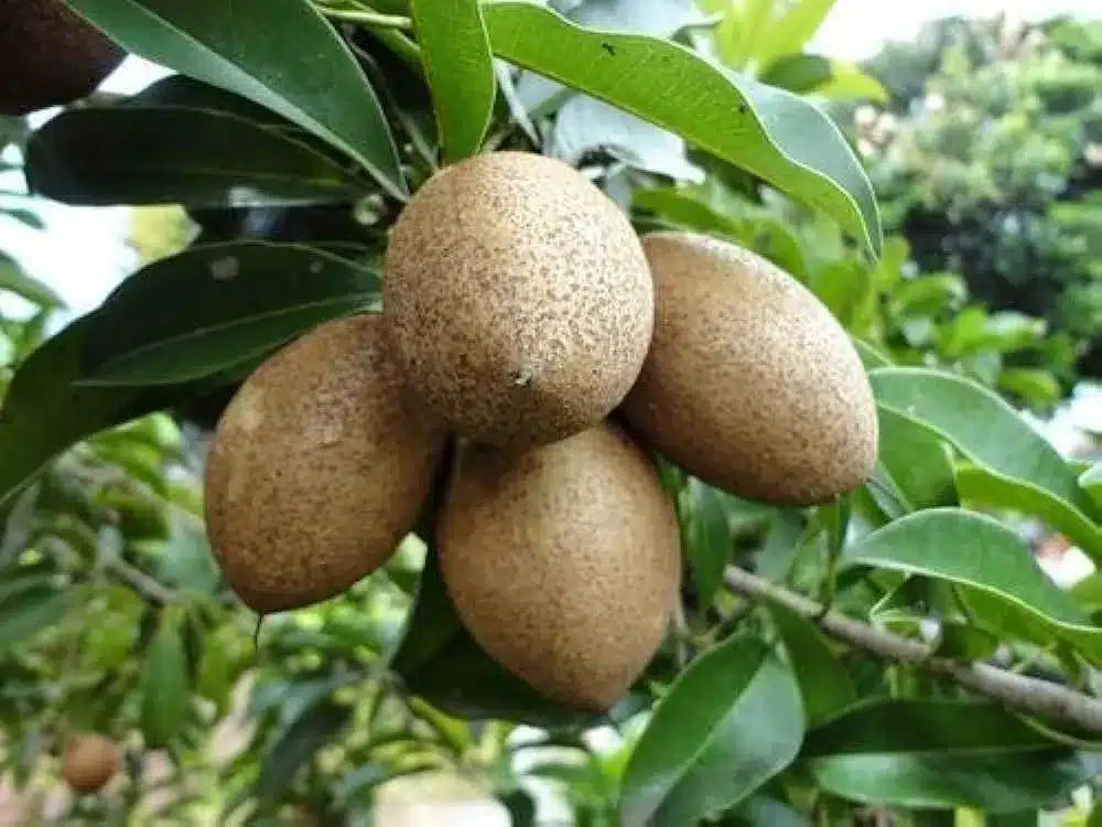 Tropical Sapota fruit tree growing in a sunny garden landscape.