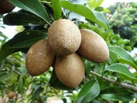 Tropical Sapota fruit tree growing in a sunny garden landscape.