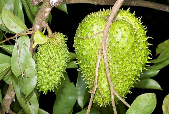 Tropical Giant Soursop fruit seeds for raised beds and containers.