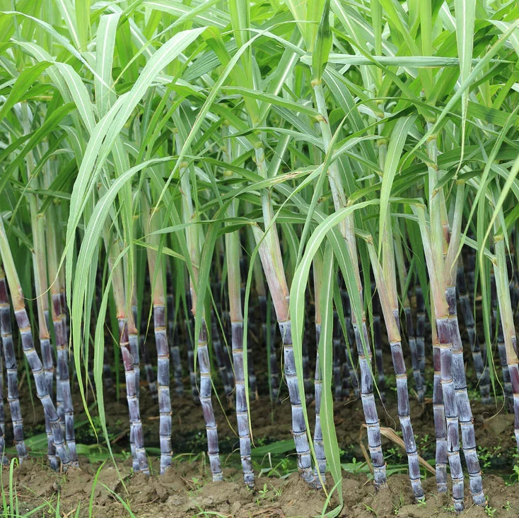 Tropical Sugar Cane seeds for landscape planting and outdoor gardens.