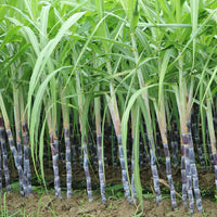 Tropical Sugar Cane seeds for landscape planting and outdoor gardens.