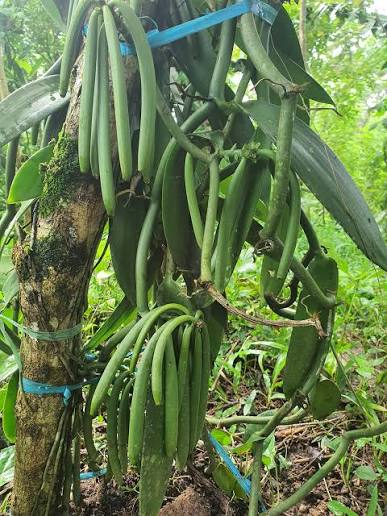 Tropical Vanilla Bean plant with lush green foliage in a greenhouse