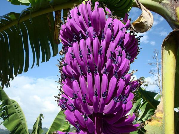 Tropical violet banana plants grown from seeds