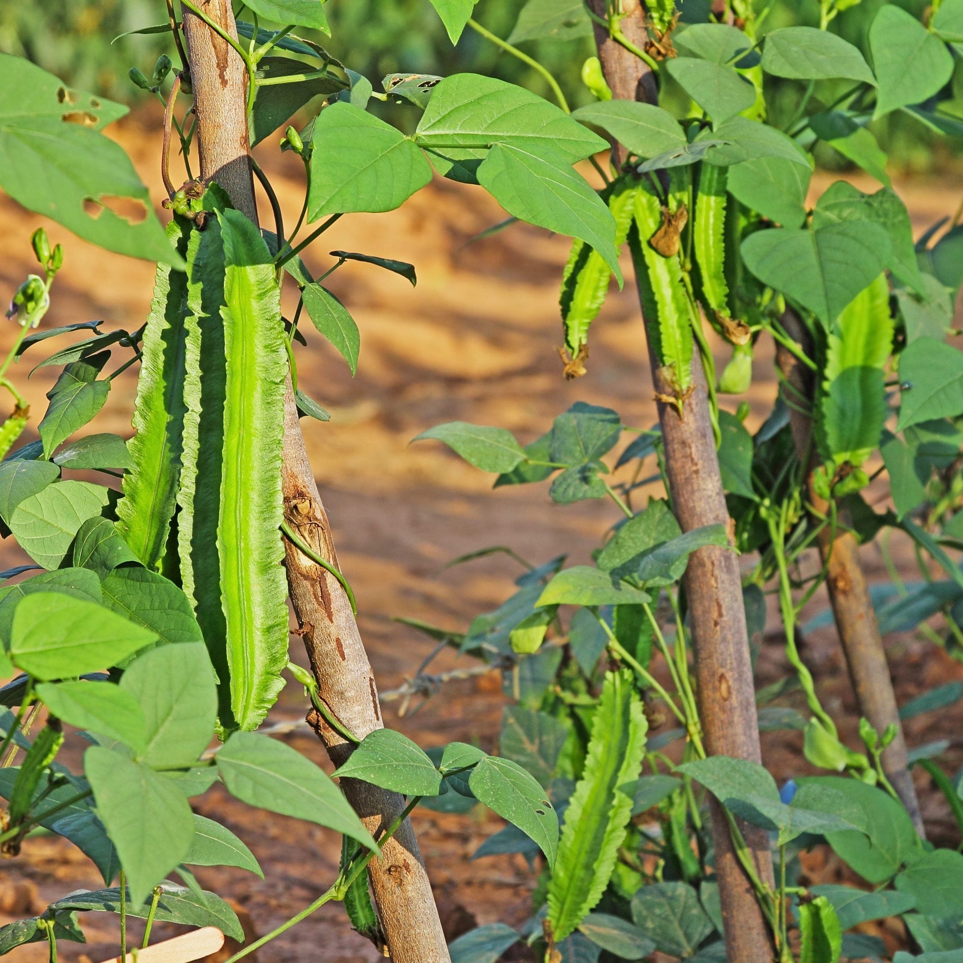 Tropical Winged Bean plant producing distinctive winged pods in a raised garden bed