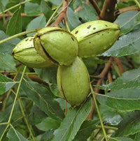 Truffle host tree seeds for planting in home gardens