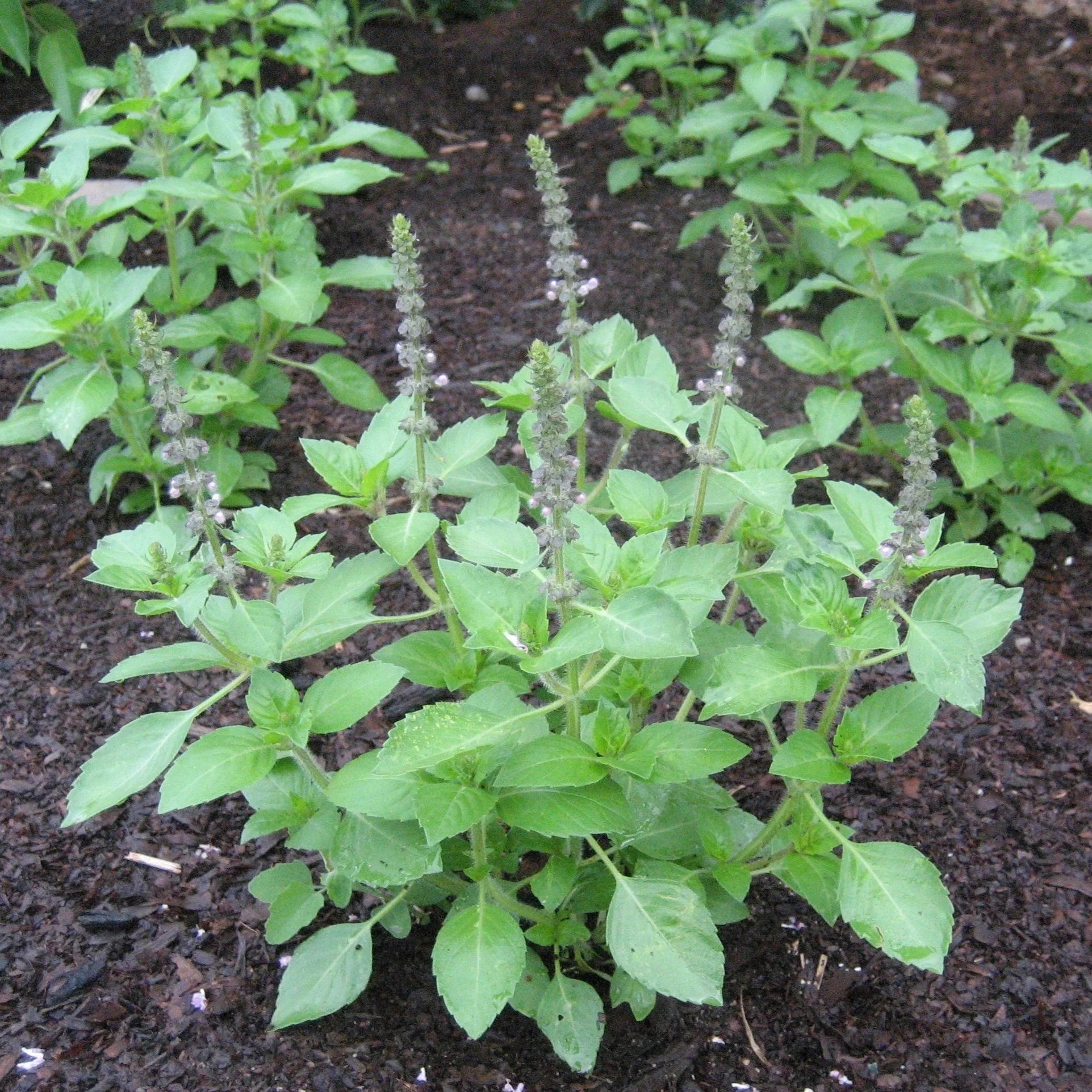 Close-Up of Tulasi Leaves