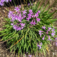 Fragrant Tulbaghia Violacea Flower Seeds for Planting