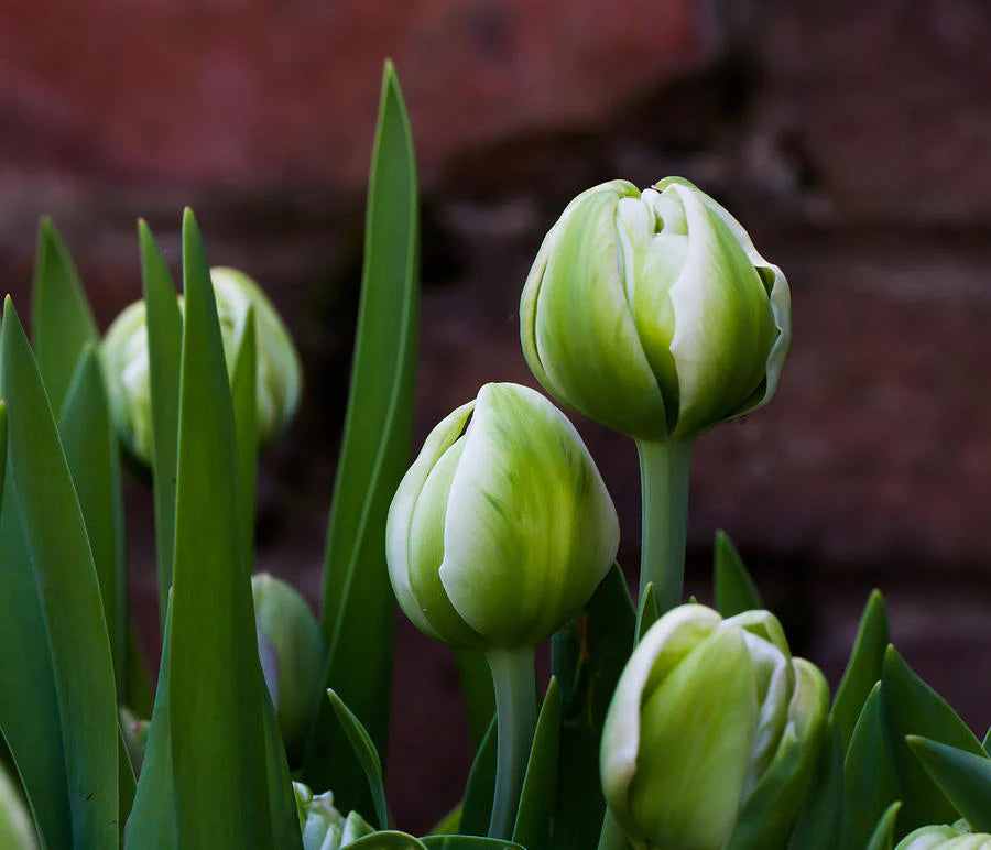 Green Tulip Flower Seeds – Cottage Garden Essential Heirloom & NonGMO Seeds for Planting Home Garden
 
 Sale