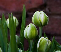 Green White Tulip Flower seeds for Planting - Drought Tolerant, Heirloom & GMO Free Seeds for Home Garden