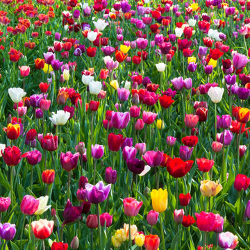 Tulip flower bulbs for planting in home gardens and flower beds.