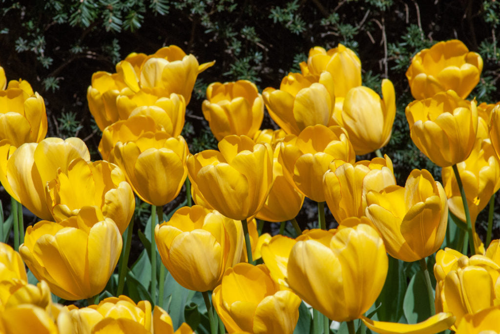 Tulip Flowers Growing in Spring Garden