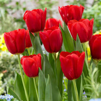 Tulip Flower seeds for Planting Fragrant Blossoms Heirloom & GMO Free Seeds for Home Garden
