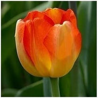 Spring Tulip Flowers Blooming in Garden